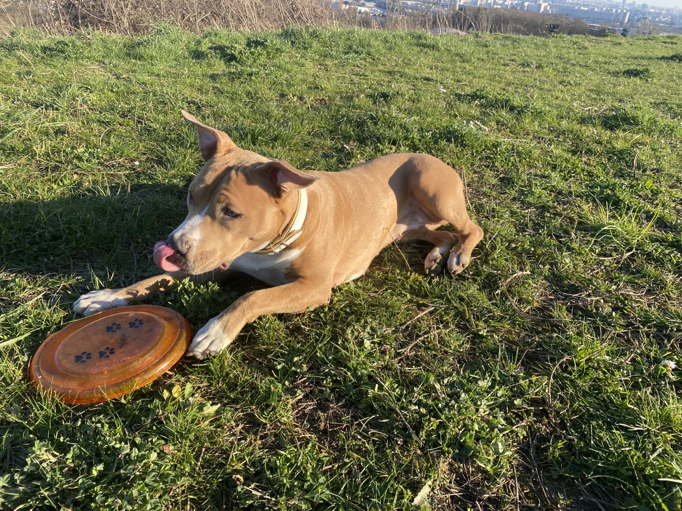 Jouet à lancer, frisbee pour chien - La Ferme de Manon