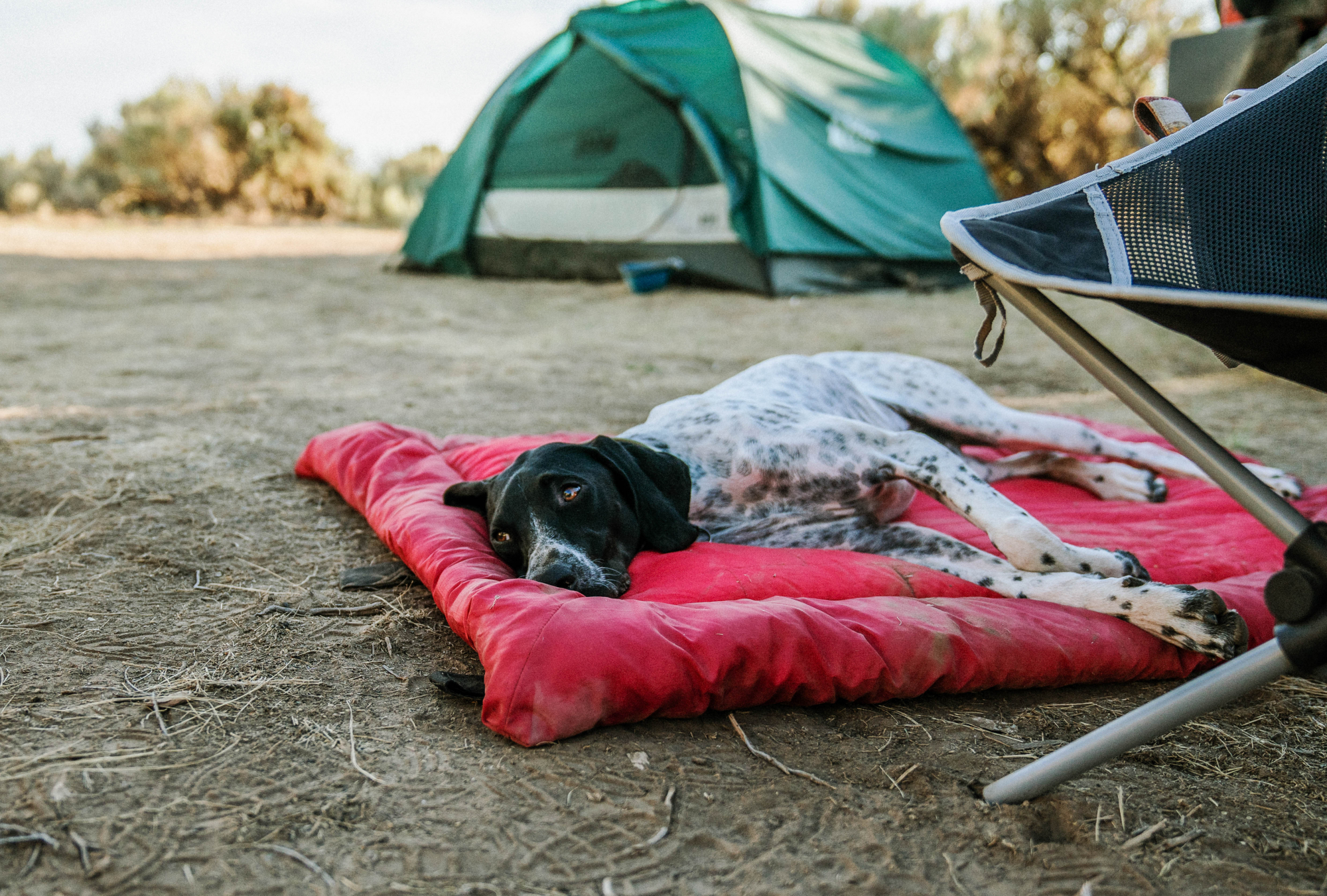 Plaid de camping pour chien Kurgo