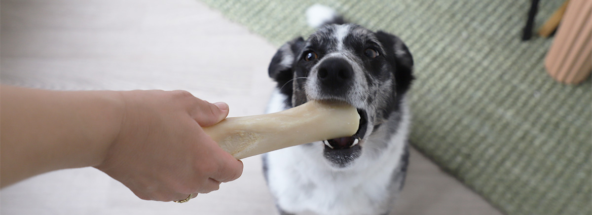 chien qui mange l'os