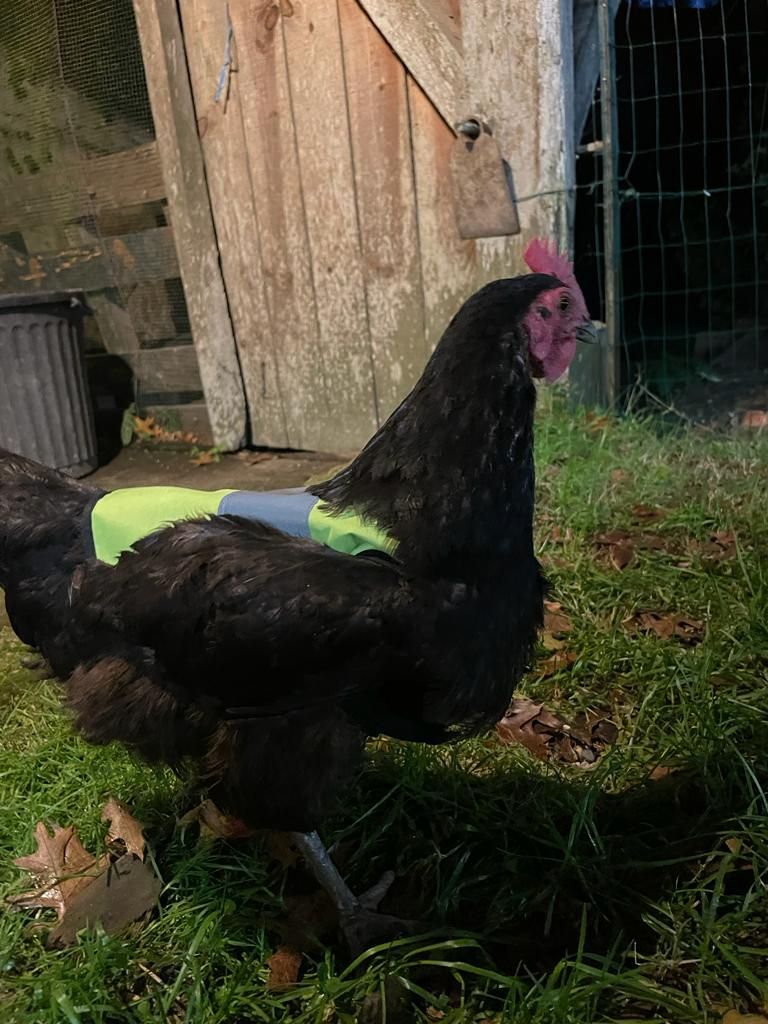 Sicherheitsjacke für Hühner