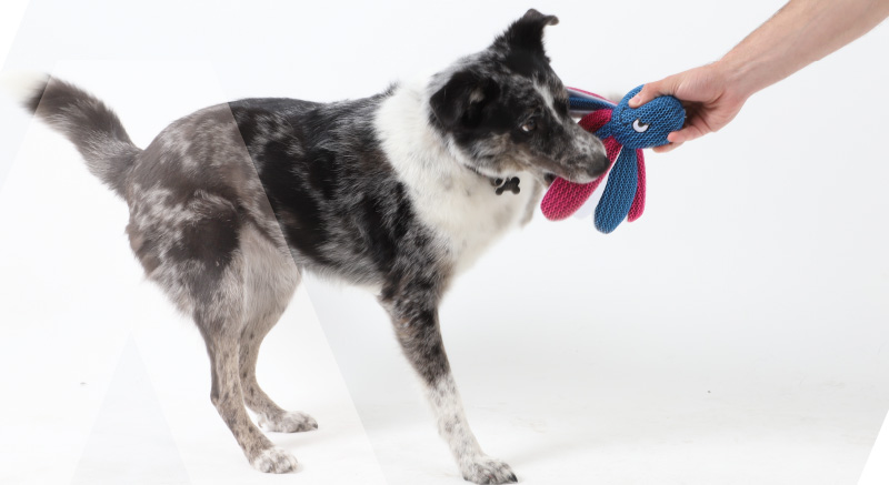 Jugando con el juguete flotante Zolia Hanky para perros