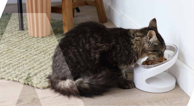 Un gato come en el comedero elevado ortopédico Hola para gatos