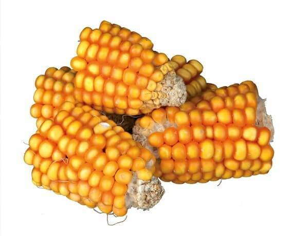 Snack natural trozos de mazorca de maíz para conejos