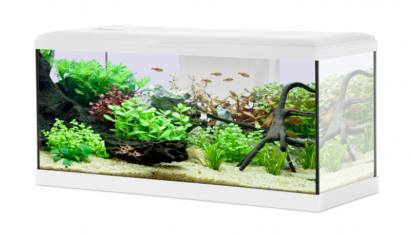 Kit aquarium TANA LED 60cm - 63L