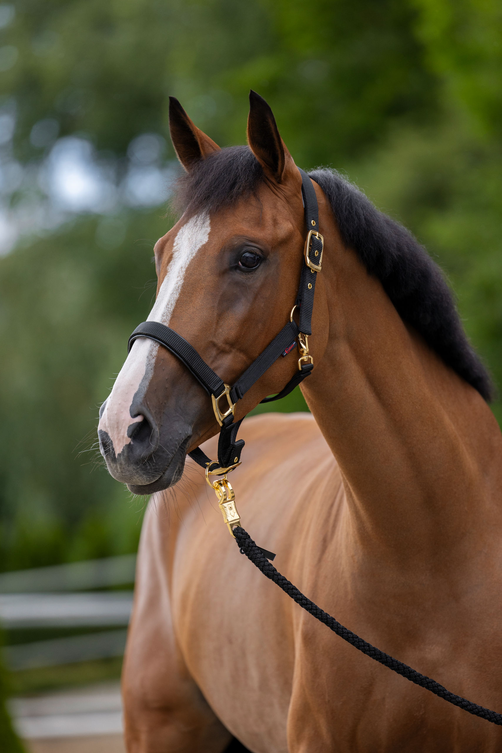 Cabestro Covalliero TopLine negro - varias tallas