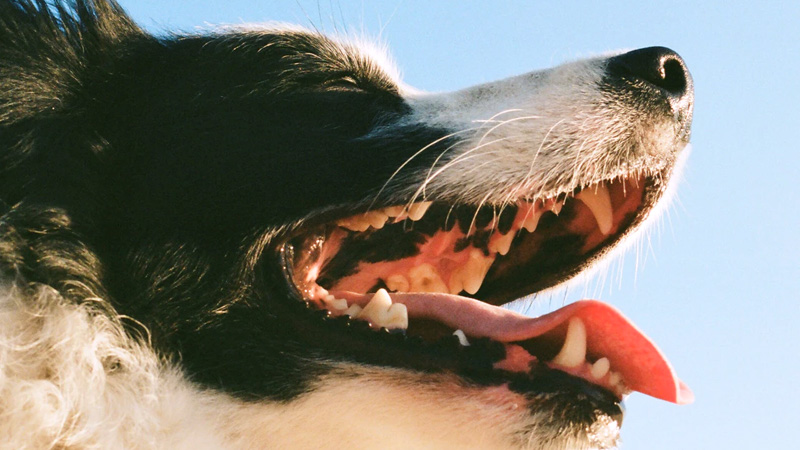 Lamelles Prozym chiens hygiene dentaire