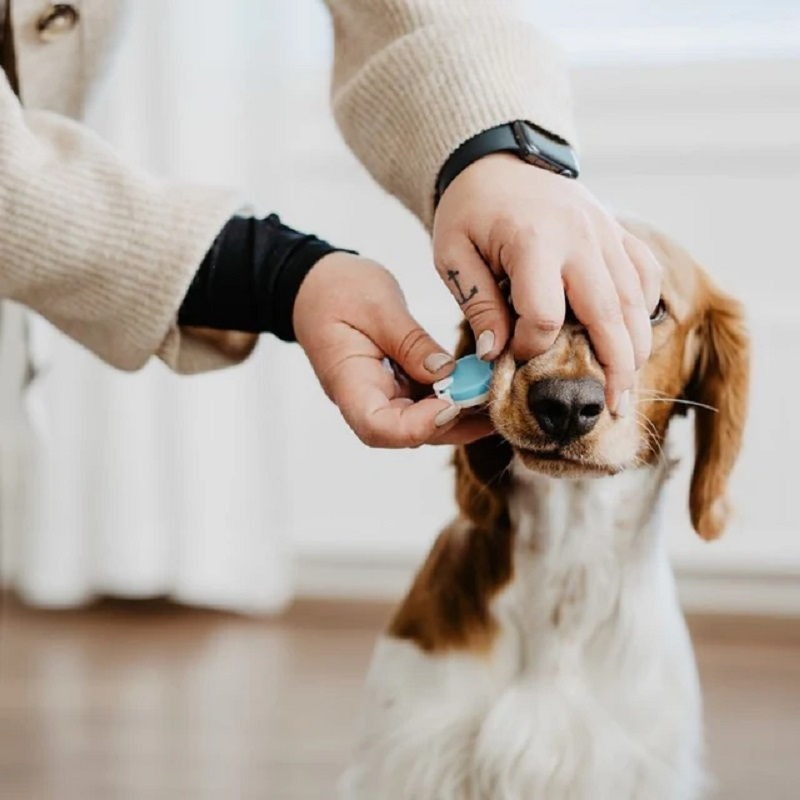Teste de gravidez Bellylabs para cães 