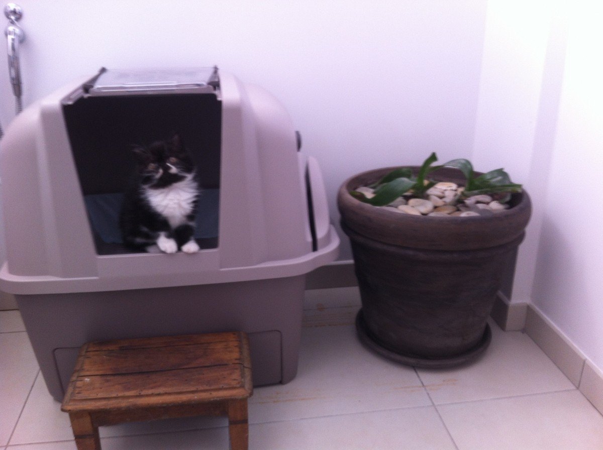 Maison De Toilette Auto Nettoyante Cat It Smartsift