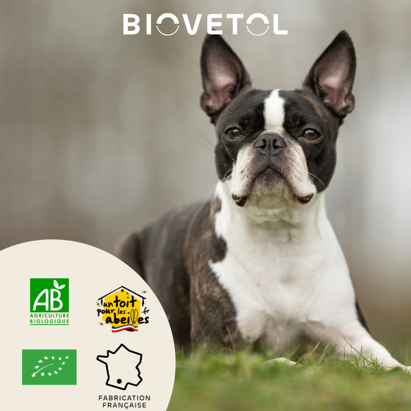 BIOVETOL Poudre régul'transit bio pour petit chien 