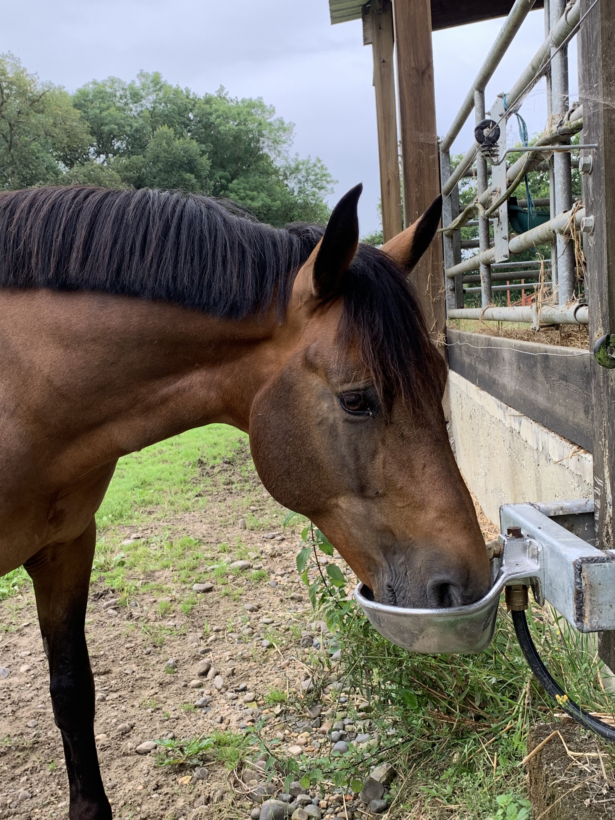 Drinkbak voor paarden 