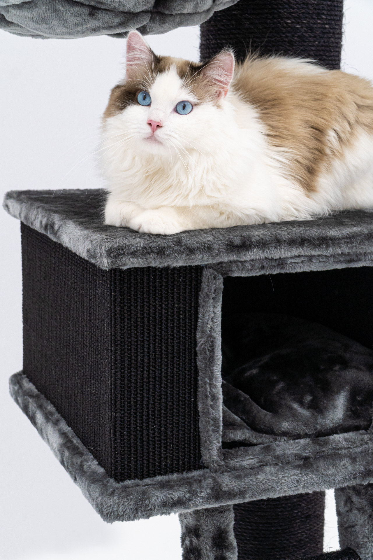 Árbol para gatos XXL Ragdoll gris - 180cm