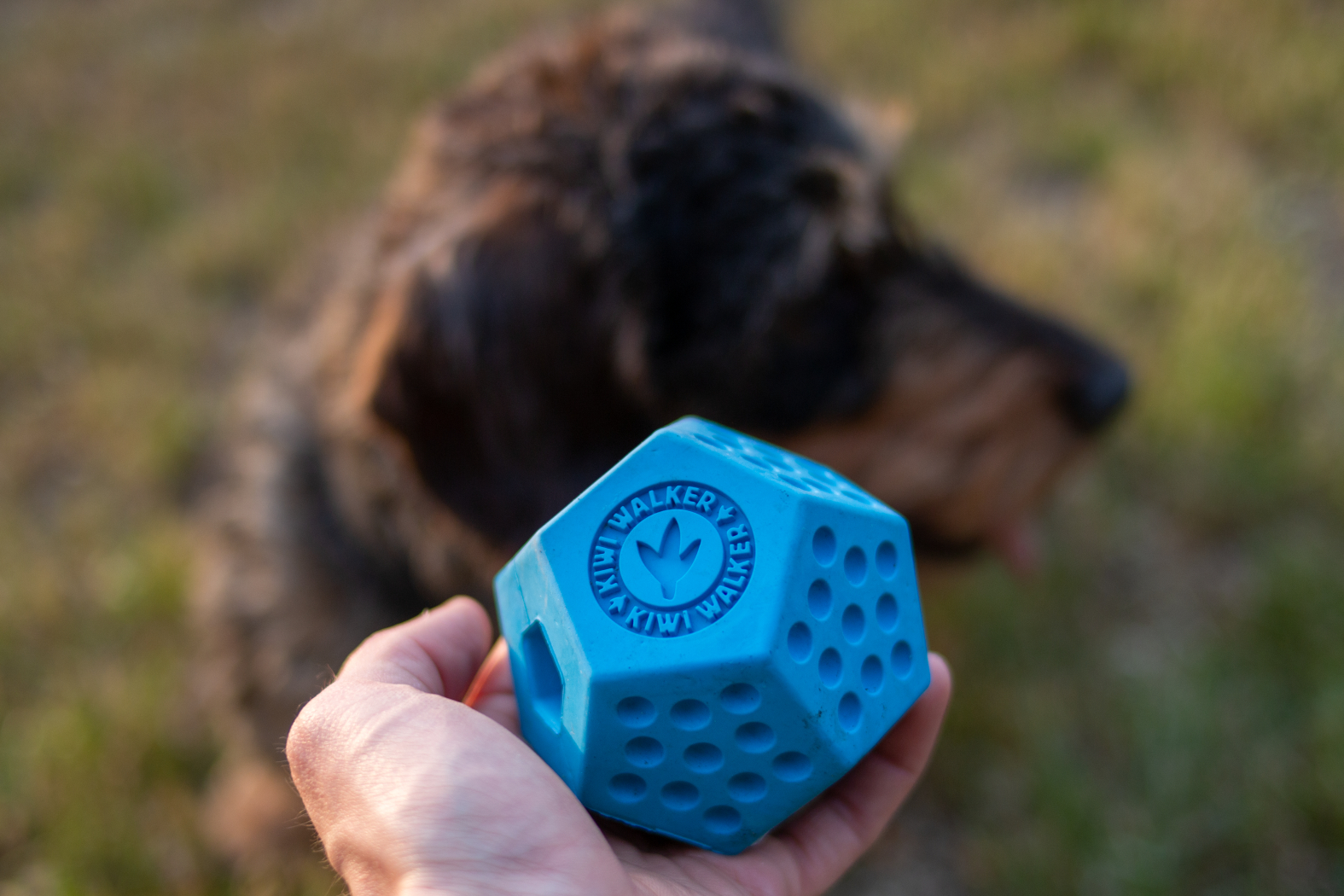 Pelota DODECABALL para perro