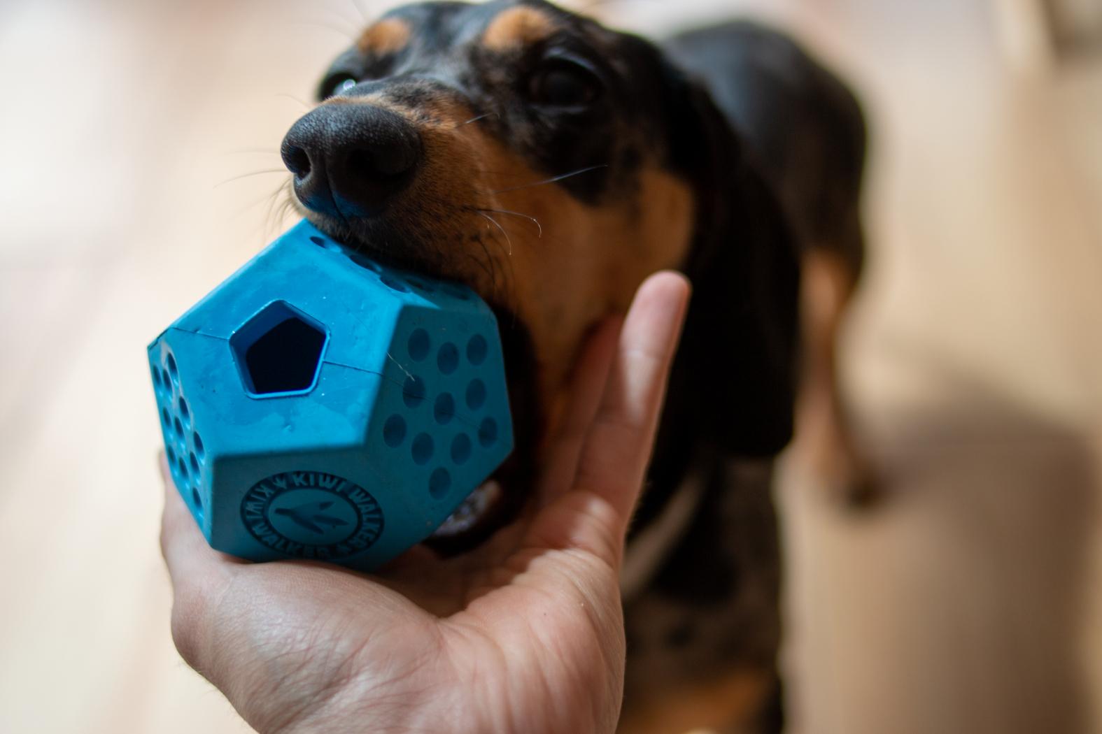 Pelota DODECABALL para perro