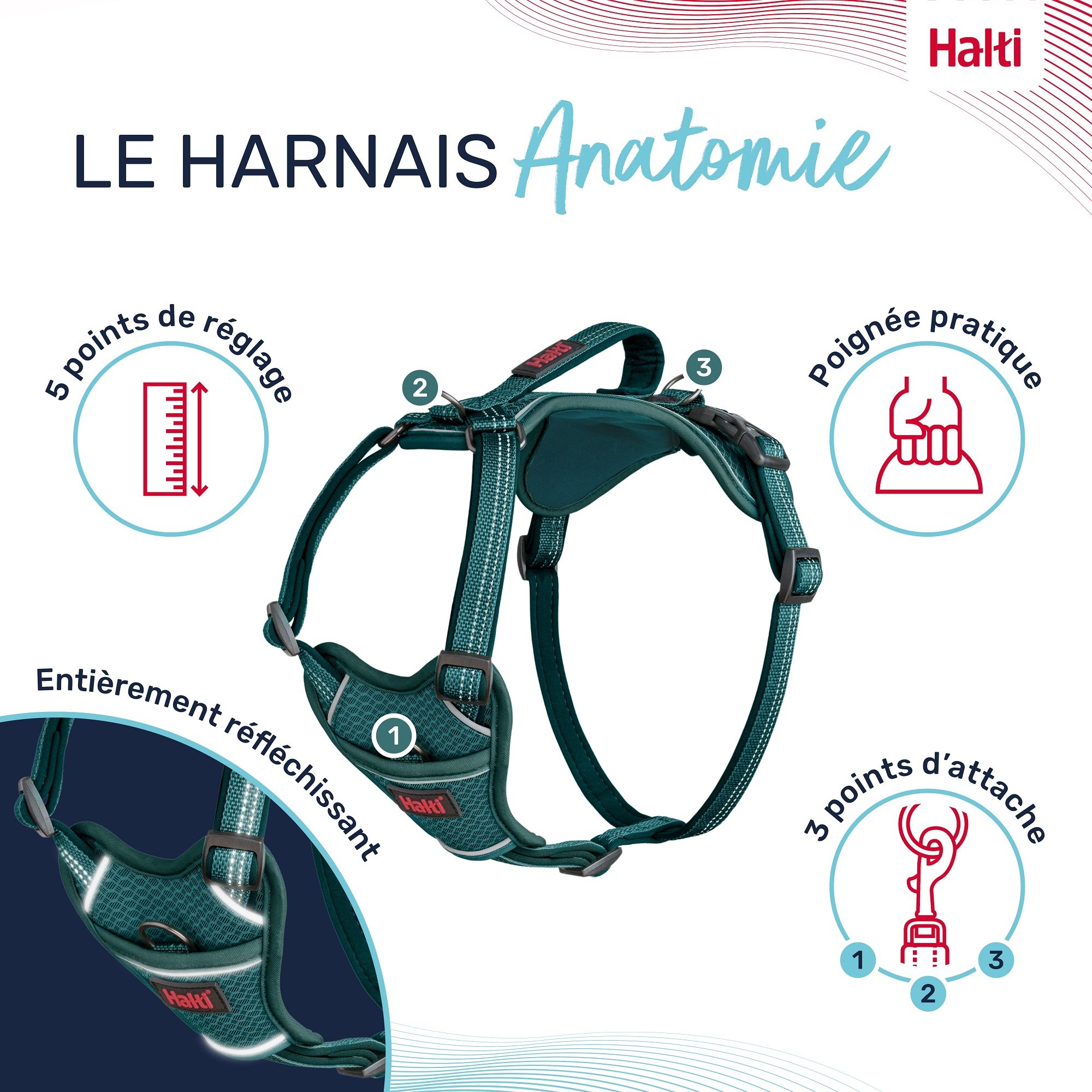 HALTI Harnais Anatomy pour chien - Bleu sarcelle