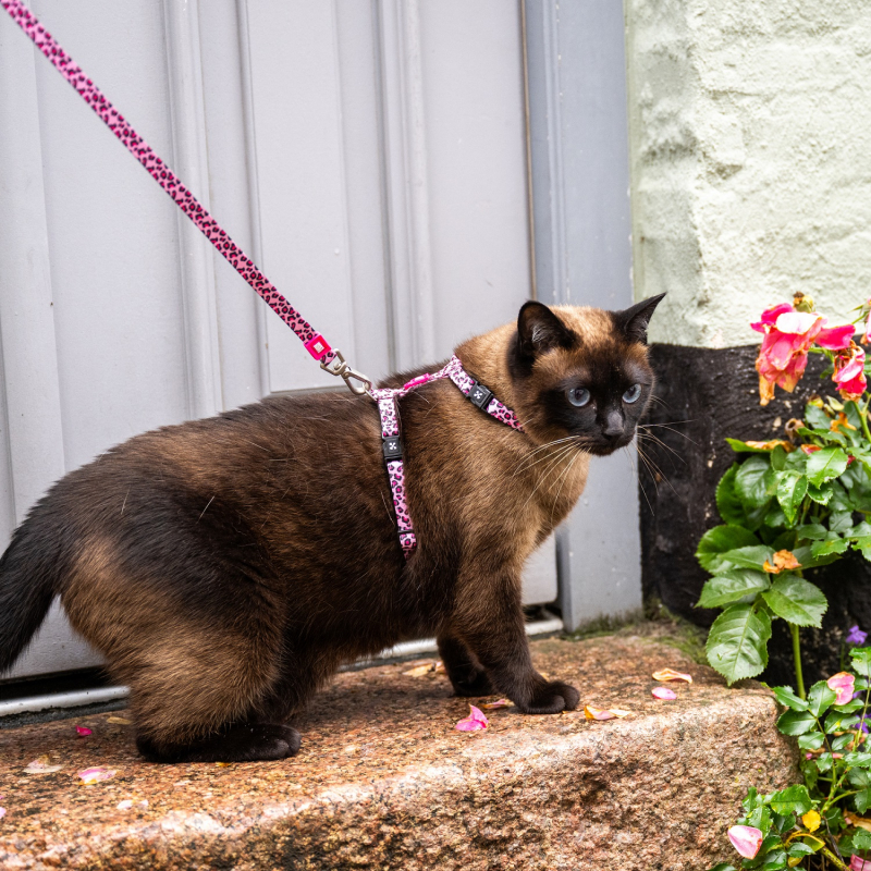 Max & Molly Peitoral com guia para gato - Leopard Pink