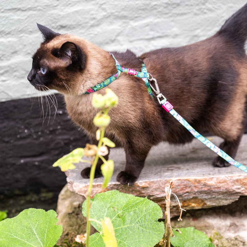 Max & Molly Tuigje met lijn voor katten - Tropical