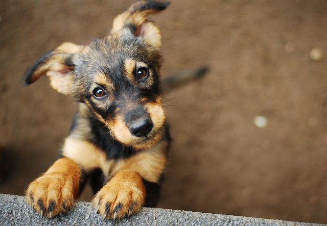 Chiot-Amity-Croquettes