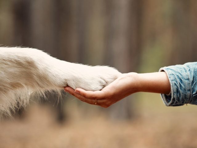 Amity-Croquettes-Petits-Chiens