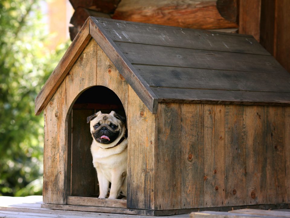 Amity-Croquettes-Petits-Chiens