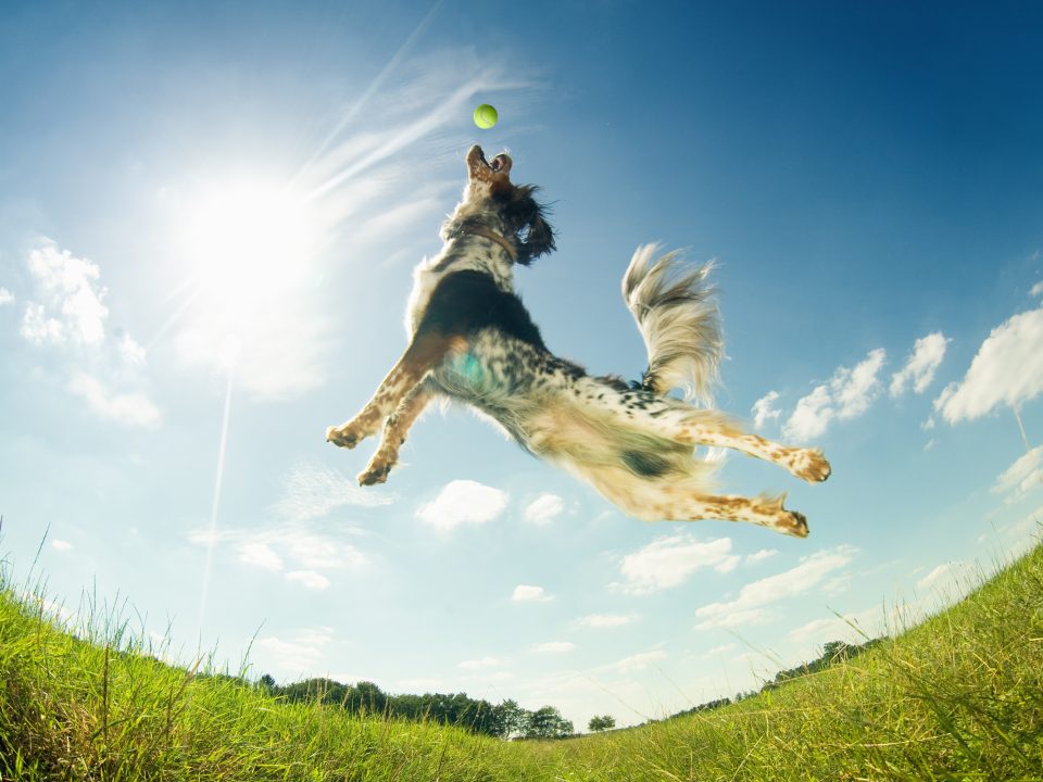 Amity-Croquettes-Petits-Chiens