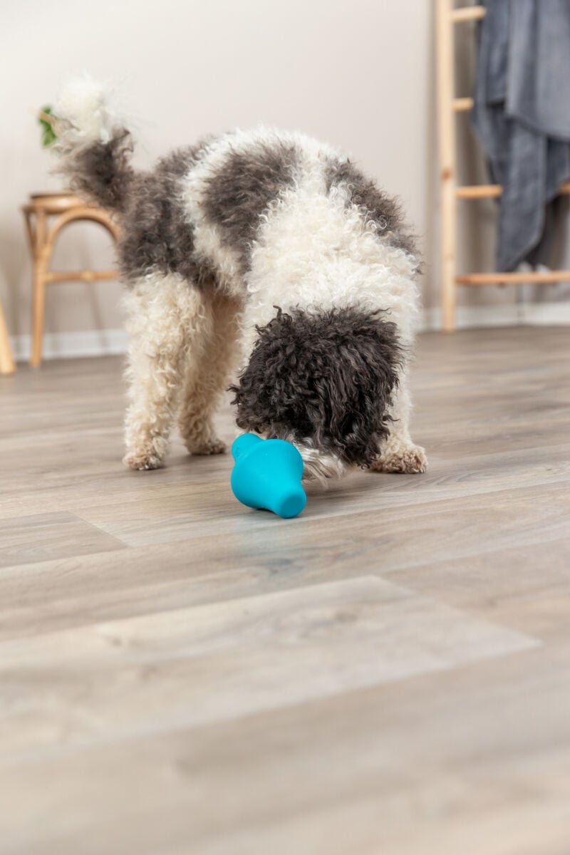 Intelligenzspielzeug Snack-Kreisel aus Naturkautschuk für Hunde