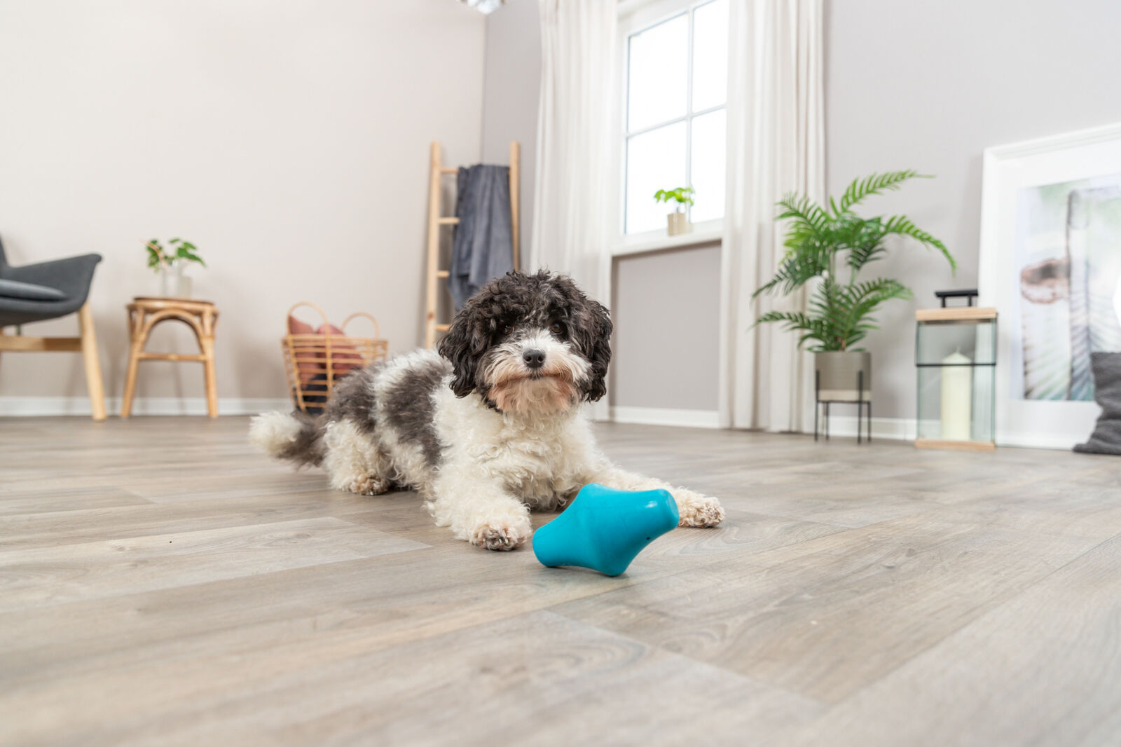 Intelligenzspielzeug Snack-Kreisel aus Naturkautschuk für Hunde