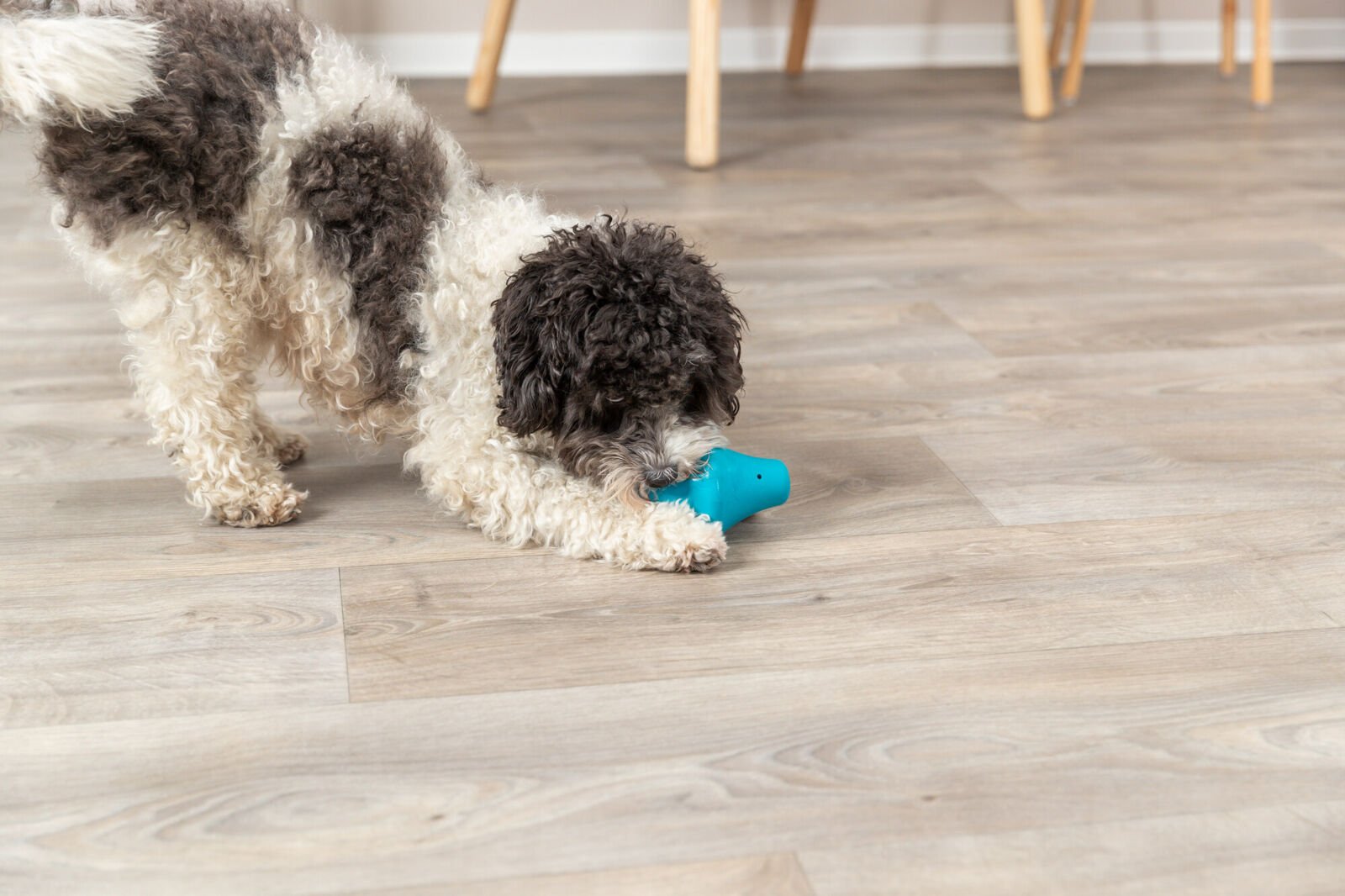 Intelligenzspielzeug Snack-Kreisel aus Naturkautschuk für Hunde