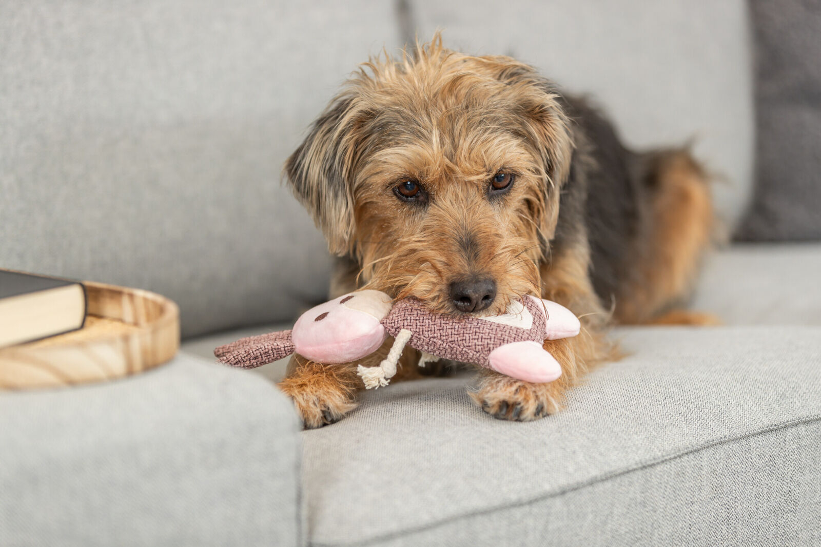 Pluche Konijn met touw voor Hond - 24cm