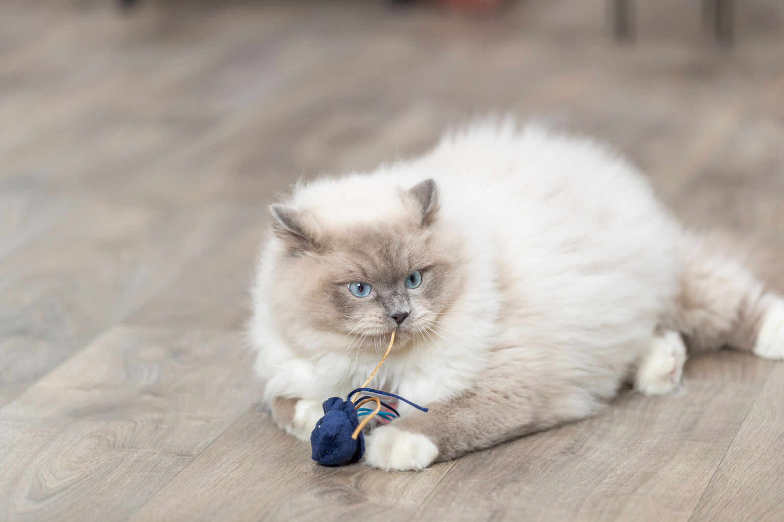 Peluche animaux marins avec herbe à chat Trixie