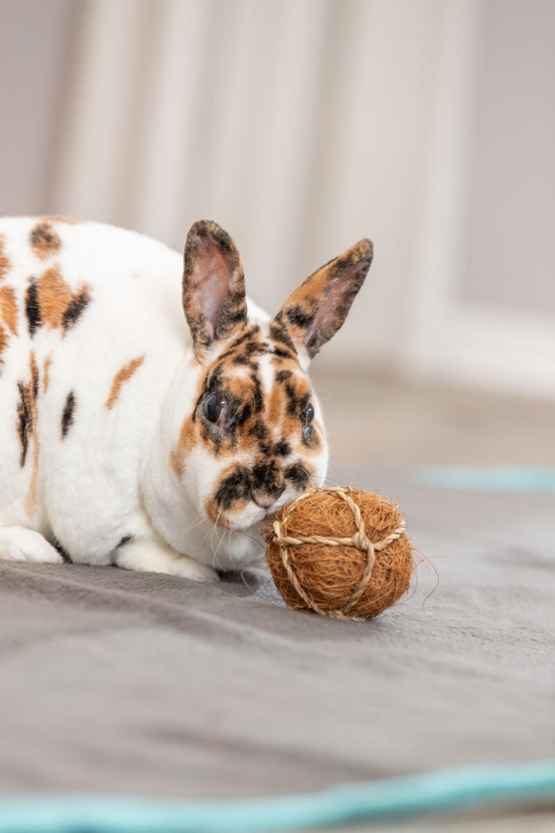 Balle en fibres de noix de coco pour Rongeur et Lapin