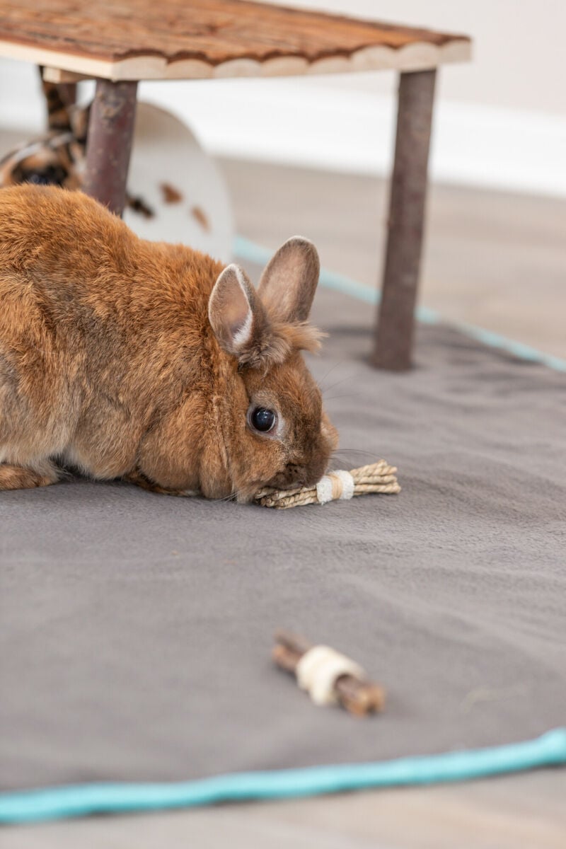 Jouet en bois, algues et luffa pour rongeur et lapin - Set de 2 bâtonnets