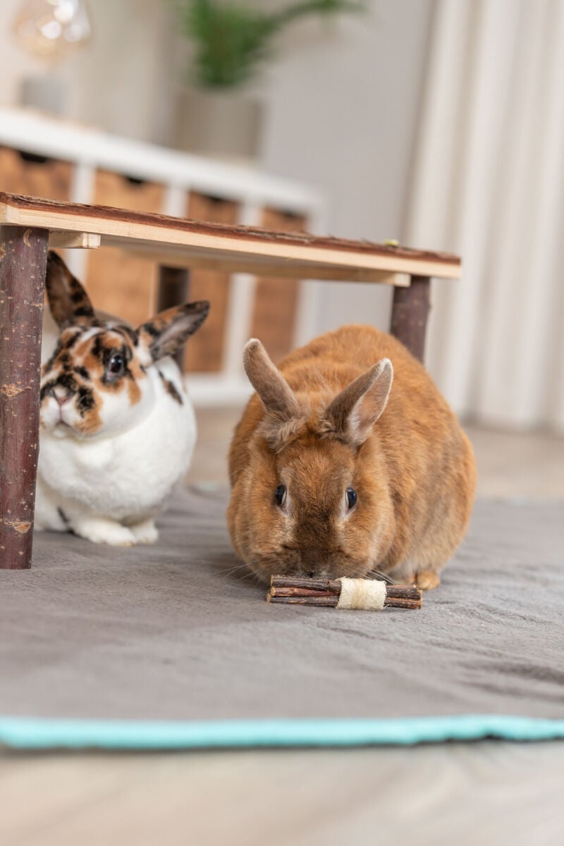 Jouet en bois, algues et luffa pour rongeur et lapin - Set de 2 bâtonnets