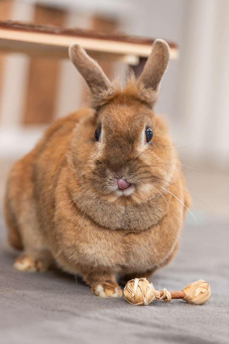 Hantel-Set aus Naturholz mit Gras Trixie für Nagetiere