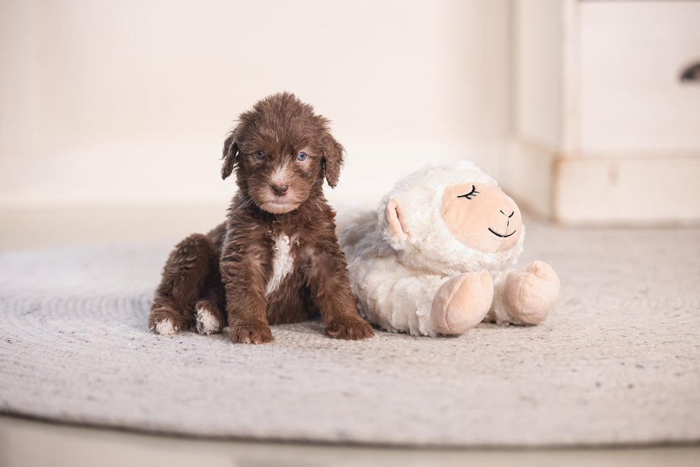 BEEZTEES Knuffel BOWI voor puppy's