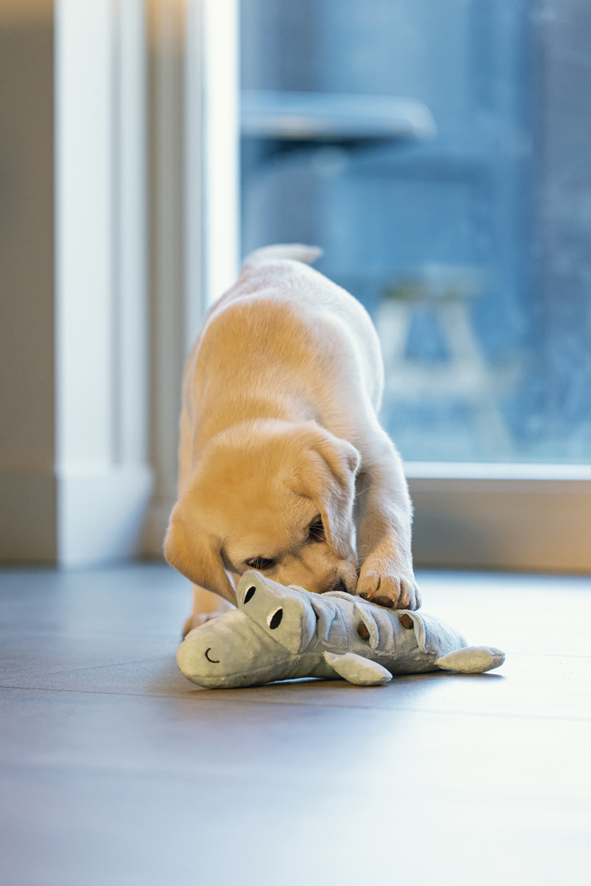 BEEZTEES Zoekspeelgoed pluche krokodil Jack voor puppy's