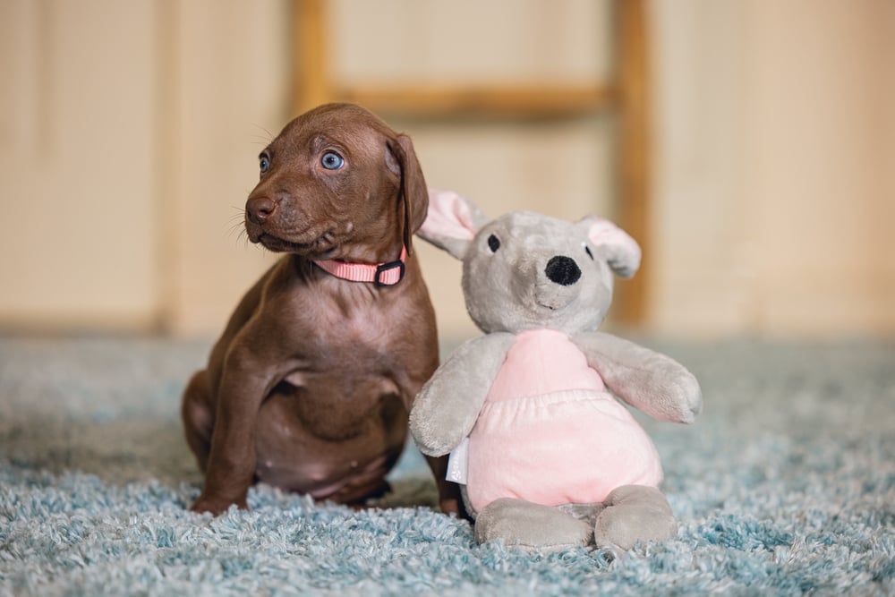 BEEZTEES känguru mänguasi RAVI kutsikale