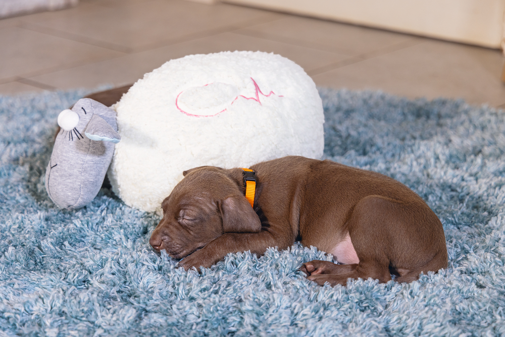 BEEZTEES Pluchen schaap met geluidschip hartenklop voor puppy's