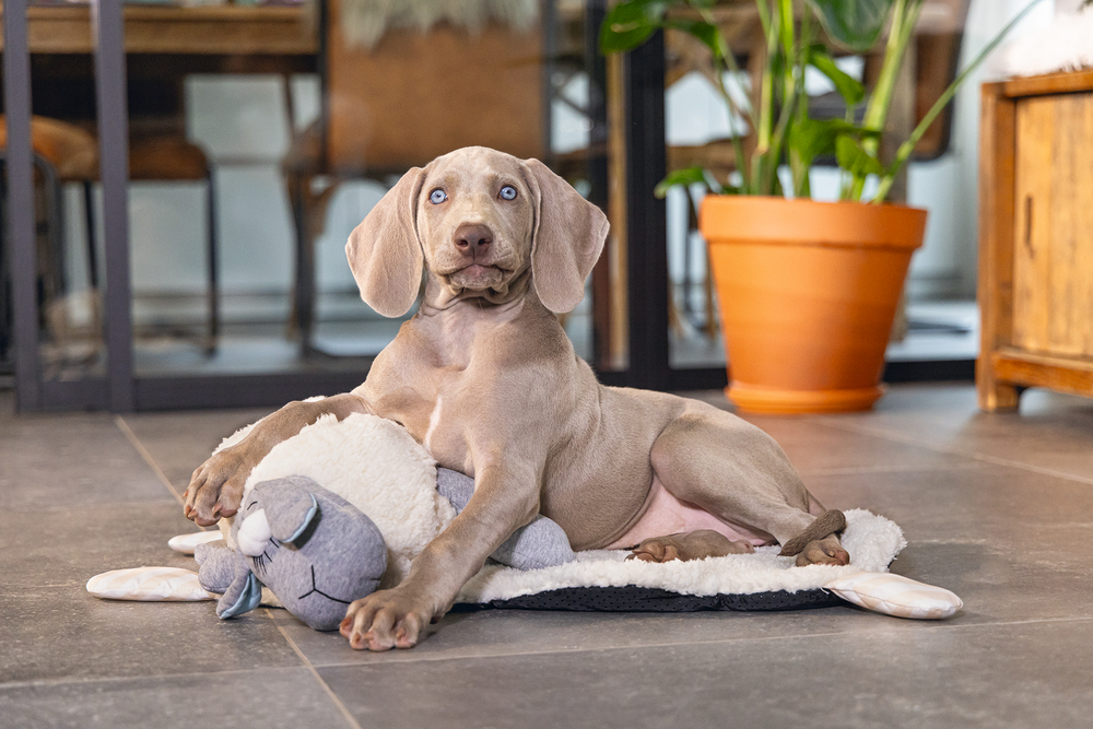 BEEZTEES Peluche oveja con chip sonoro de latido de corazón para cachorro