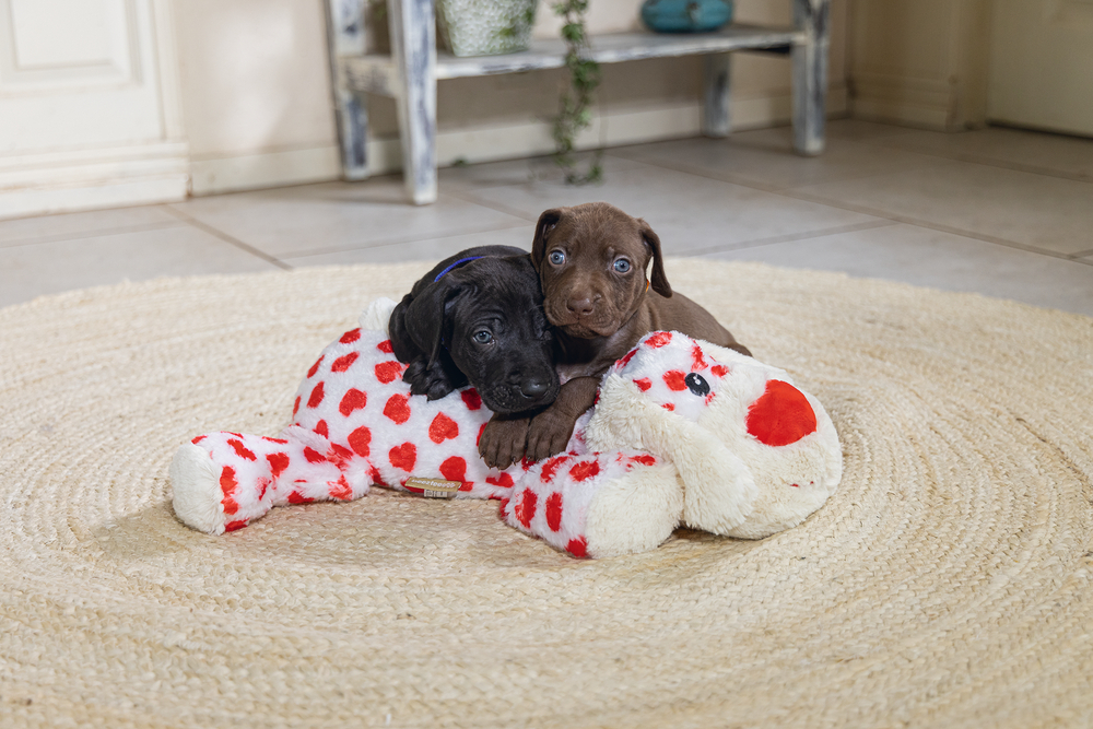 BEEZTEES Pluchen SUKI voor honden