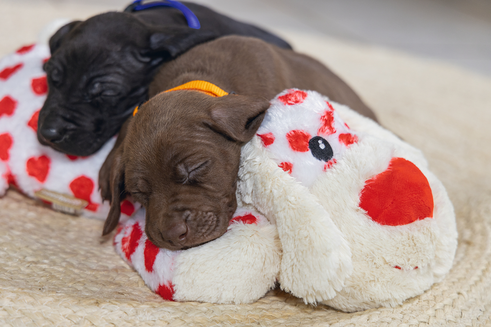 BEEZTEES Pluchen SUKI voor honden