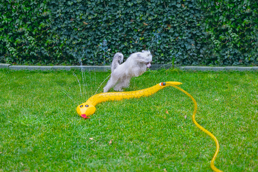 BEEZTEES Jouet serpent splashy pour chien