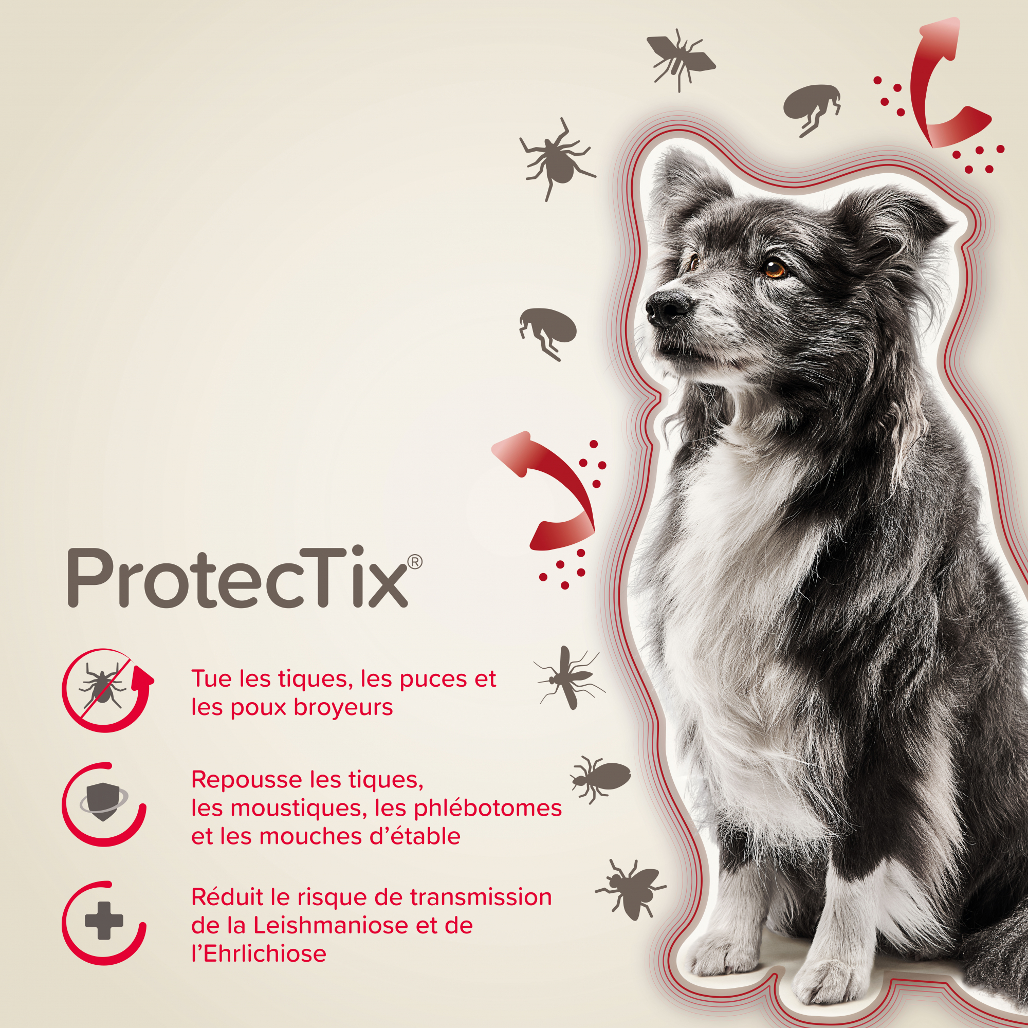 ProtecTix Spot-on Pipette antiparasitaires pour chien de 10 à 25 kg