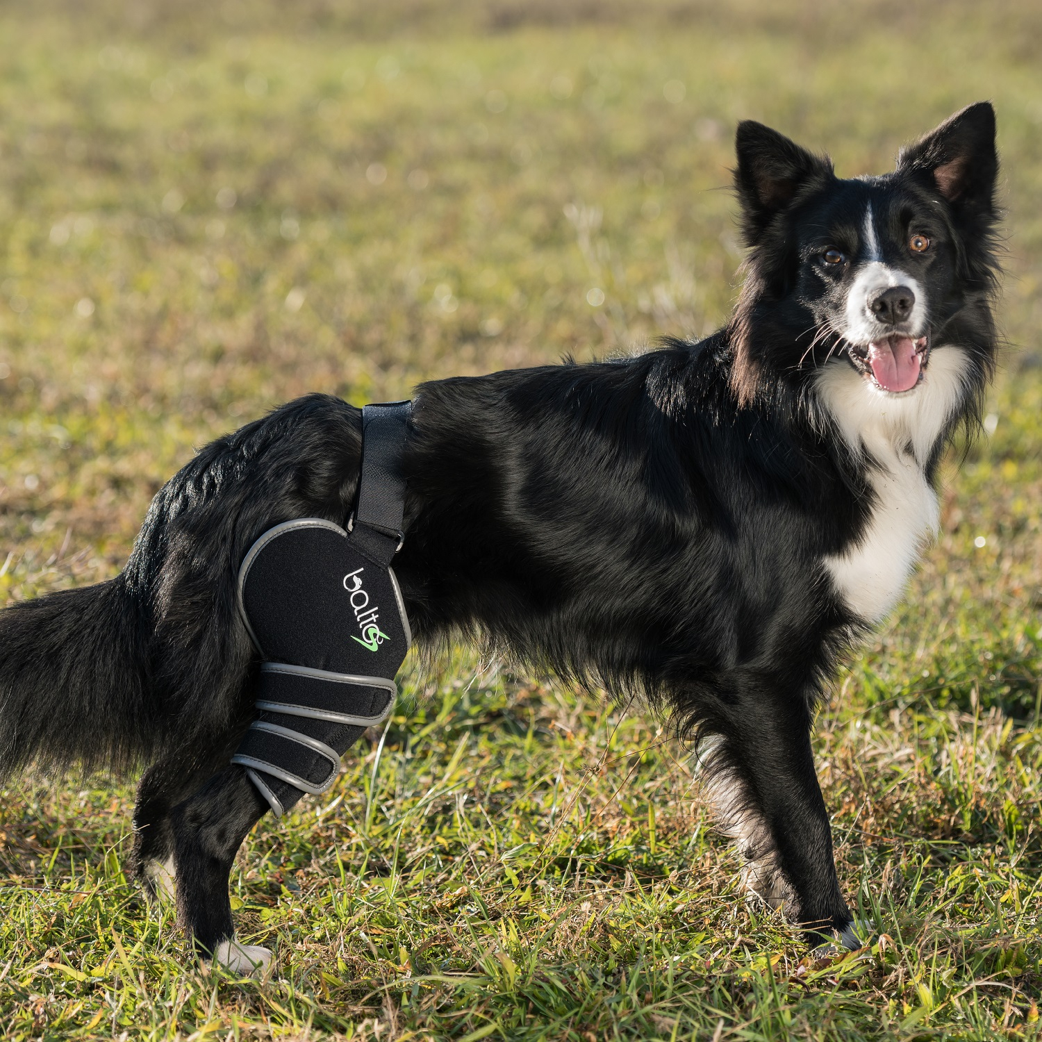 BALTO Sport Agile - Bande de compression droit pour chien