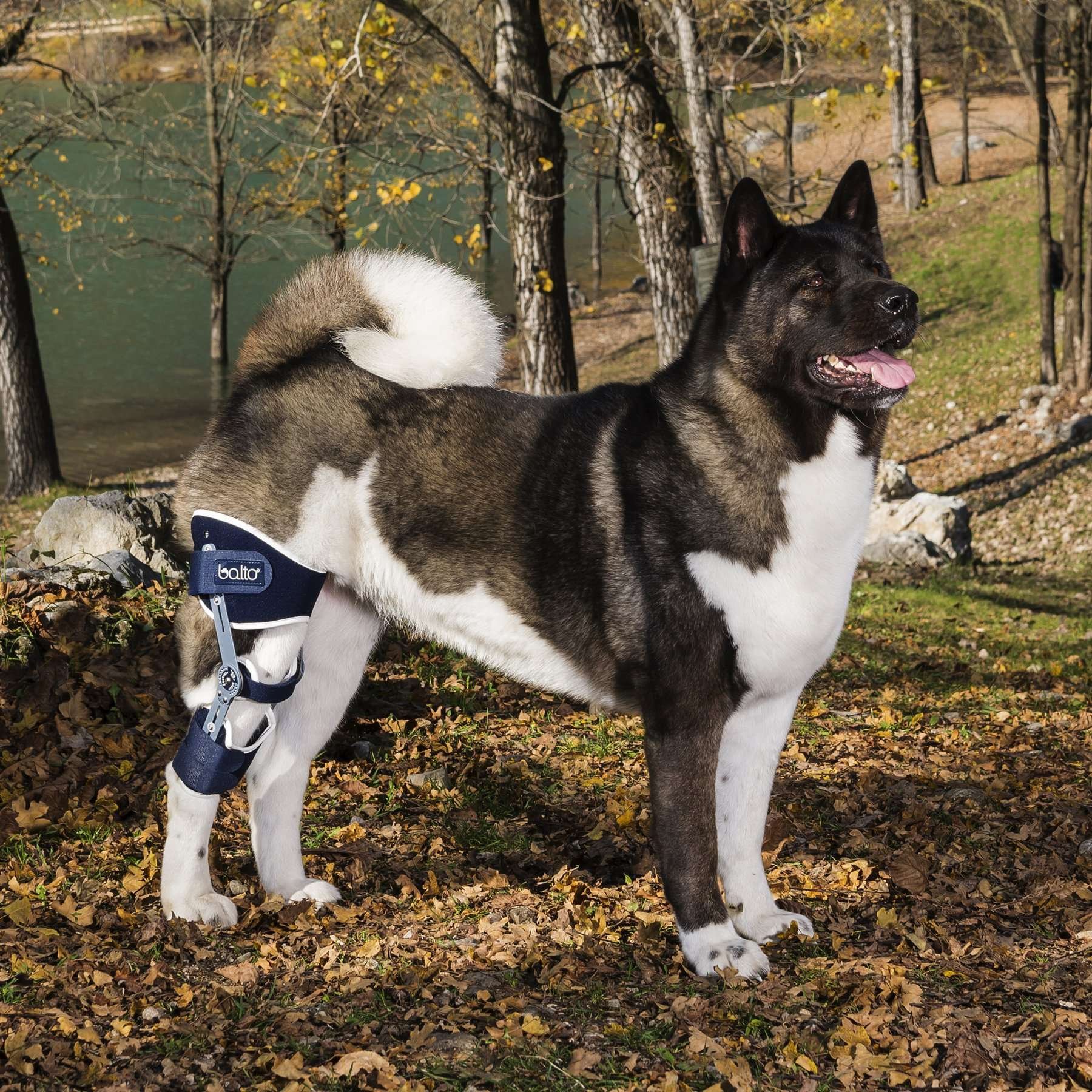 BALTO Ligatek - linke artikulierte Kniebandage für Hunde