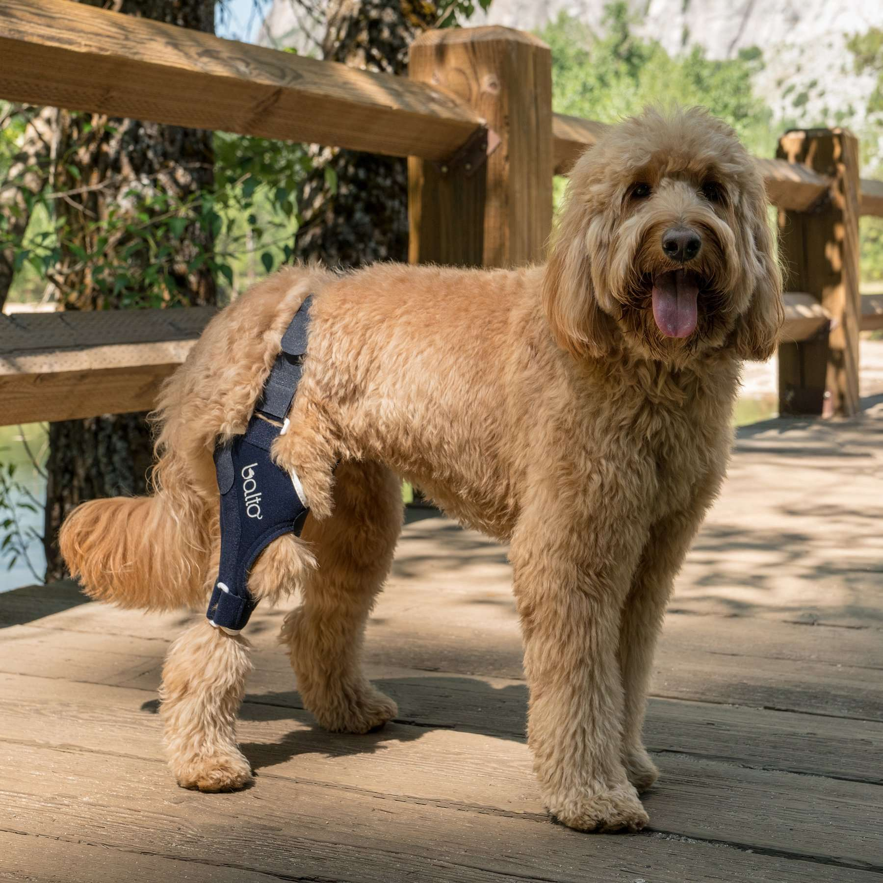 BALTO Jump - Attelle orthopédique pour genou droit