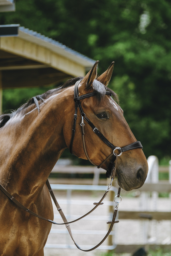 NORTON Bitloos Hoofdstel Zwart voor Paard - FS