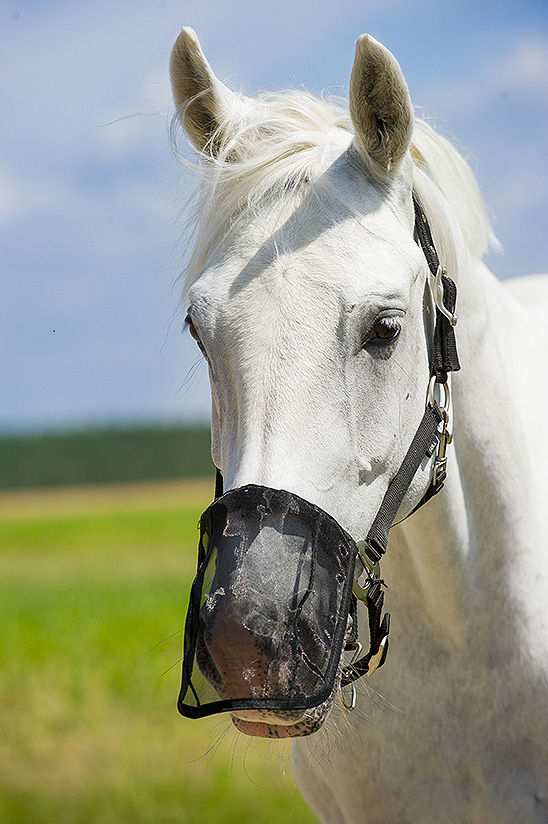 Norton Protège naseaux en maille noir cheval