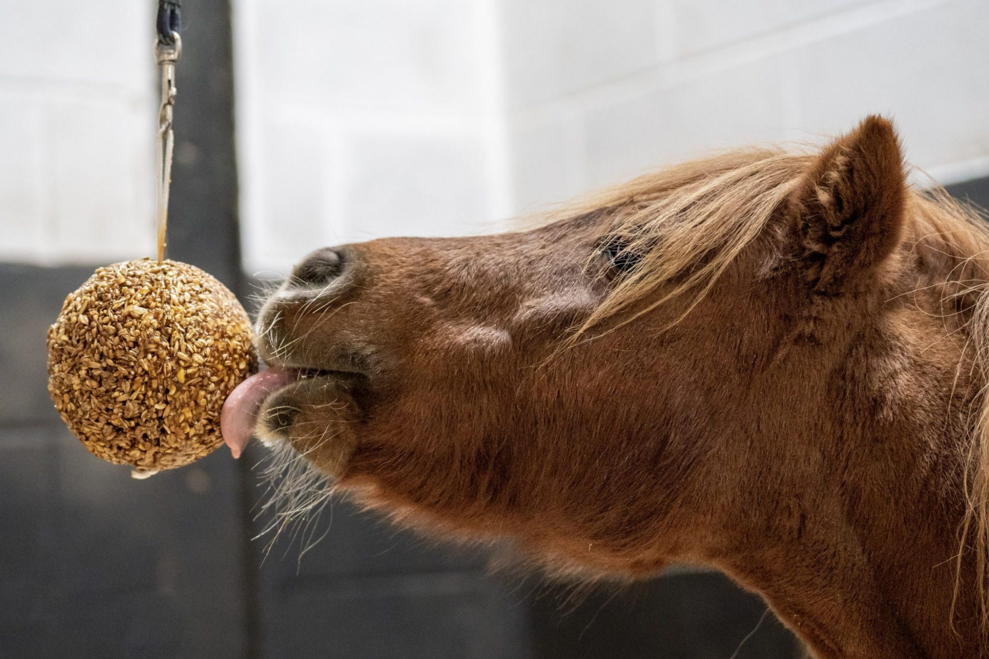 LIKIT Granola STALL-BALL Pomme