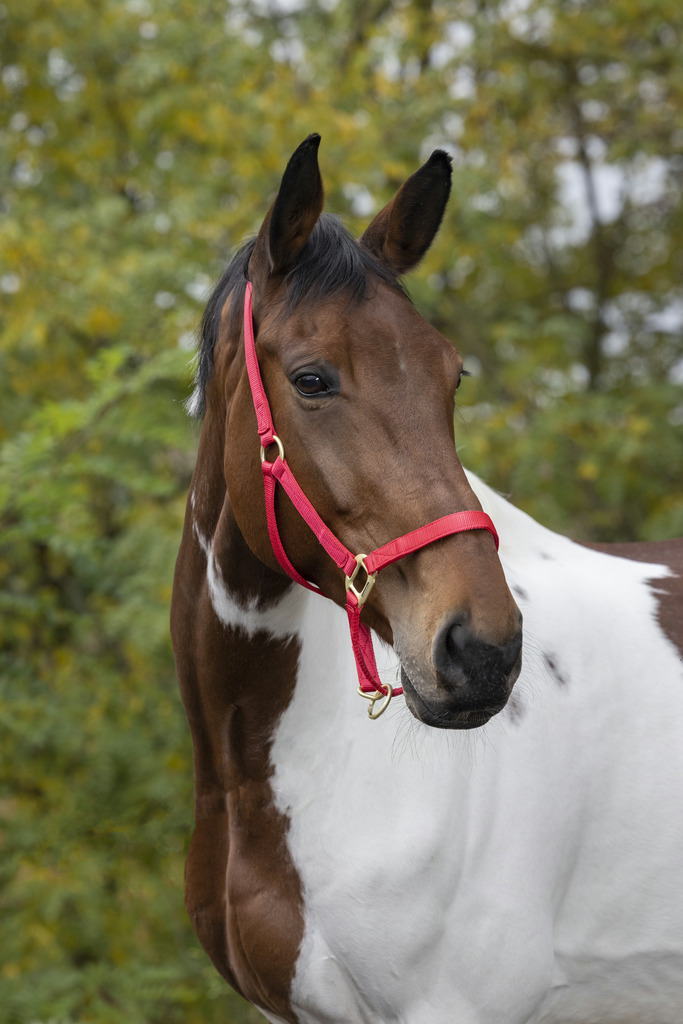 EQUITHEME Halfter Nylon rot - 2 verfügbare Größen