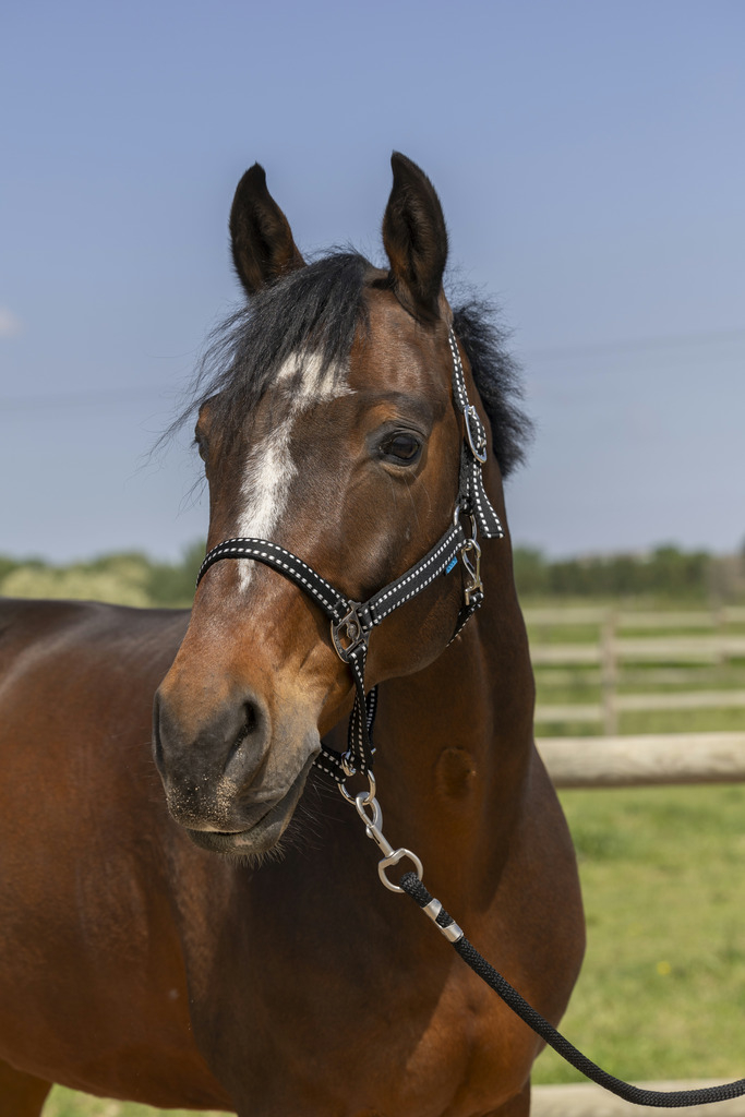 Halster Norton grooming zwart - diverse maten beschikbaar 